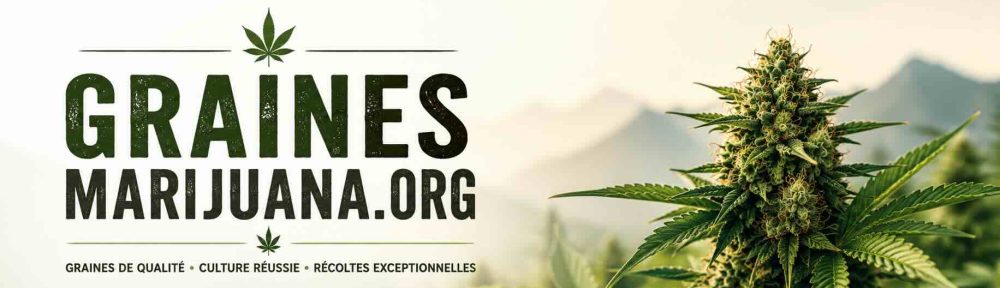 Graines de Marijuana